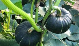 911吃瓜爆料百万网红小雪,揭秘911吃瓜爆料背后的真相